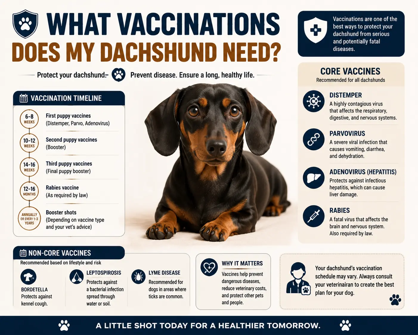 What Vaccinations Does My Dachshund Need