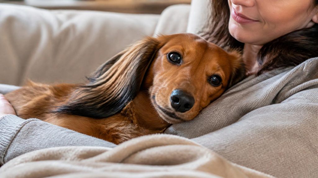 Dachshunds Like To Cuddle