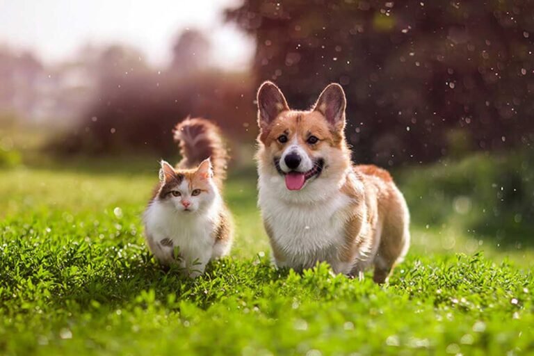 Ginger and white long-haired cat walking through grass beside a Pembroke Welsh corgi