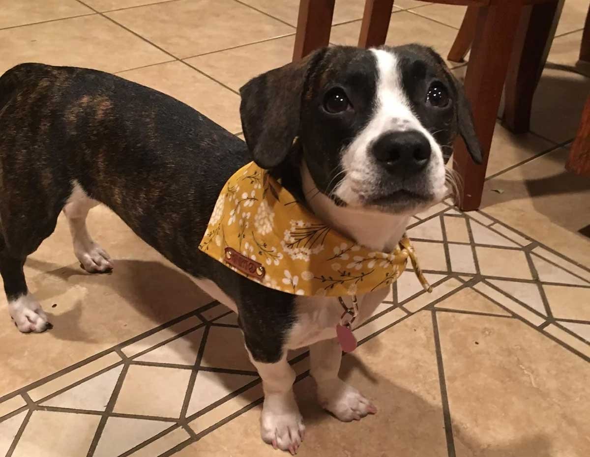 Brindle and white long-bodied dog on short legs with a white blaze down its face and a yellow bandana, showing the Boston Terrier markings on a dachshund frame