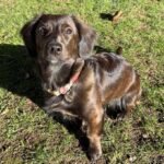 Long-coated chocolate-brown mixed-breed dog with soft drop ears and a longer muzzle, standing on sunlit grass and looking up at the camera