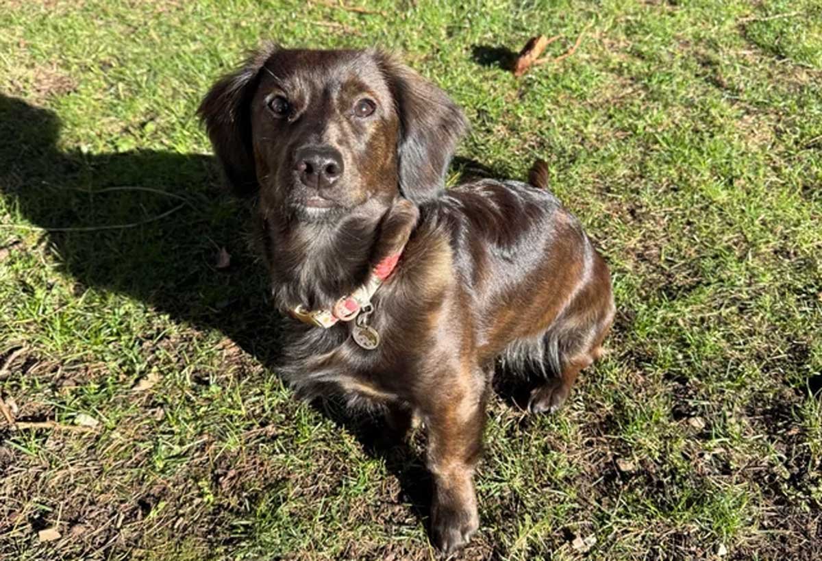 Long-coated chocolate-brown mixed-breed dog with soft drop ears and a longer muzzle, standing on sunlit grass and looking up at the camera