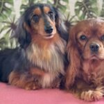 Cavalier King Charles Spaniel Dachshund Mix