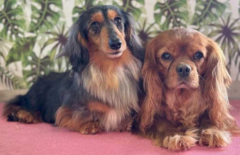 Cavalier King Charles Spaniel Dachshund Mix