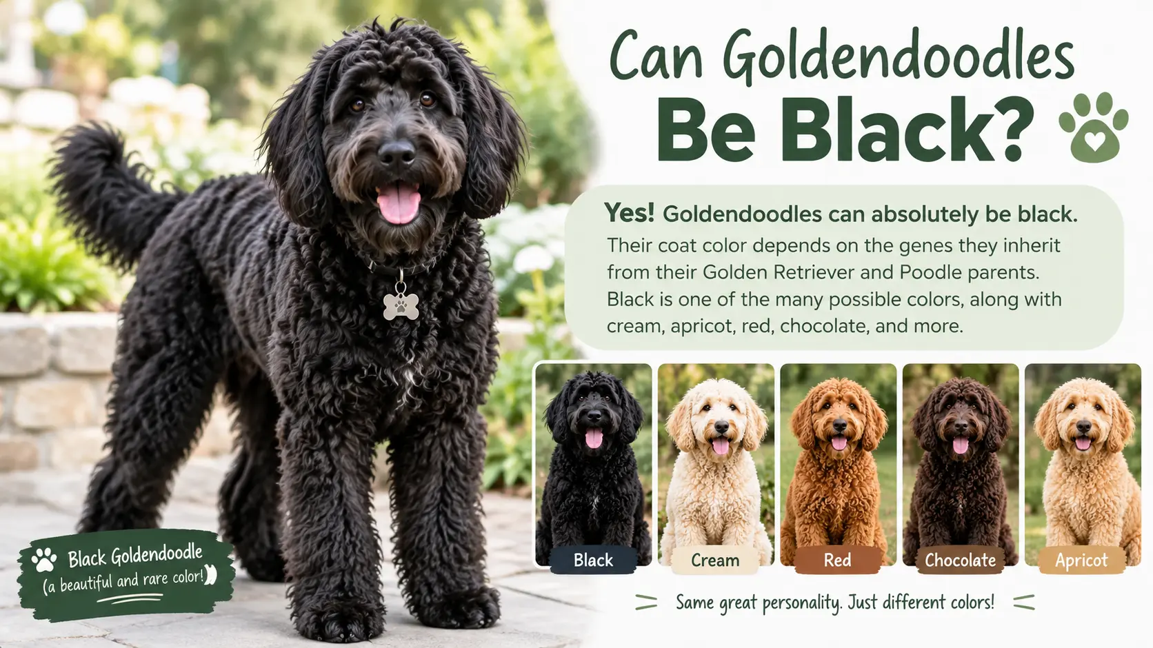 Can Goldendoodles Be Black