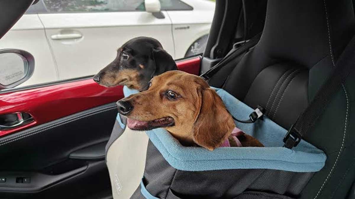 Dachshund Car Seat