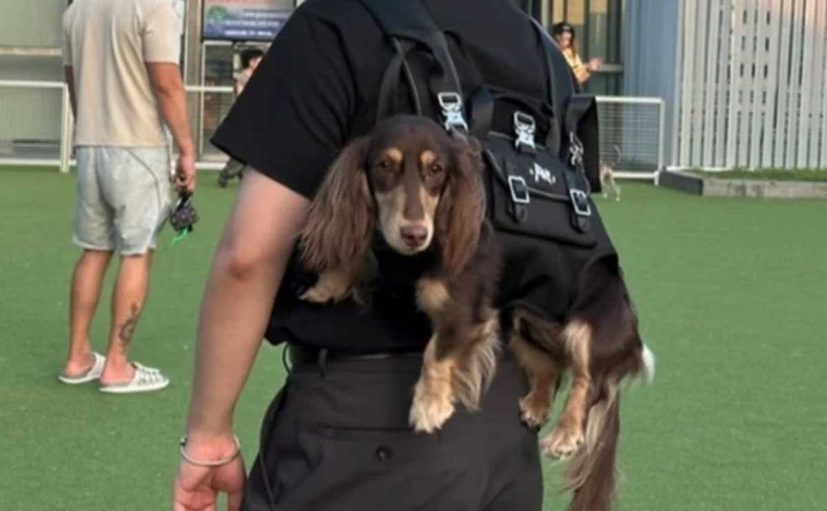 Dachshund Carrier