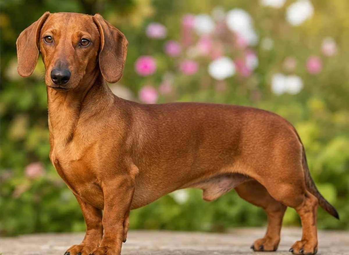 Dachshund Colors
