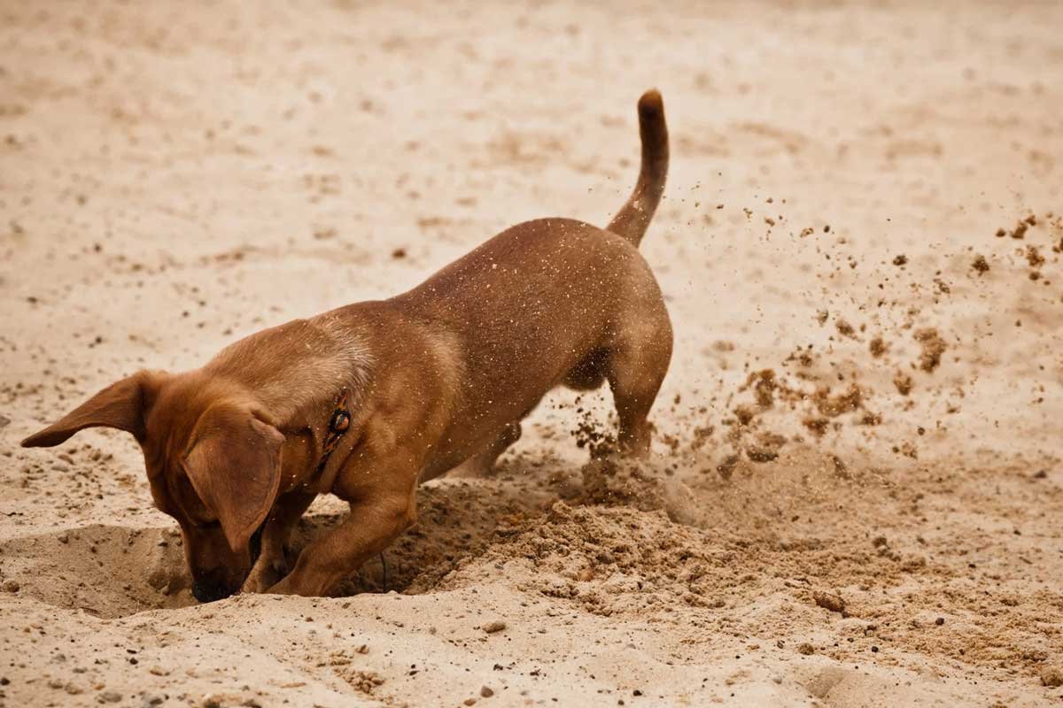 Red smooth-haired dachshund digging hard in dry sand, front paws throwing soil backwards past its tail