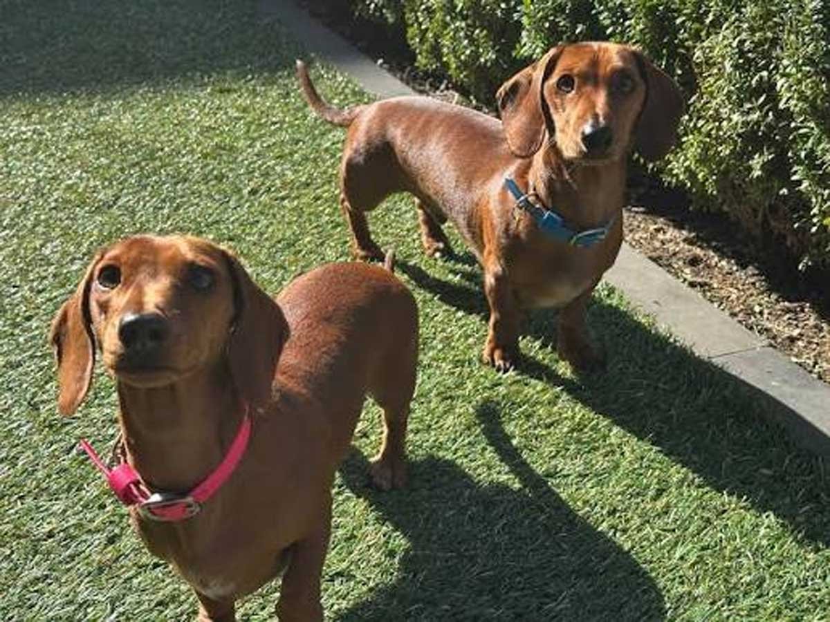Two red smooth-haired dachshunds standing on a sunlit lawn beside a garden path, looking up at the camera