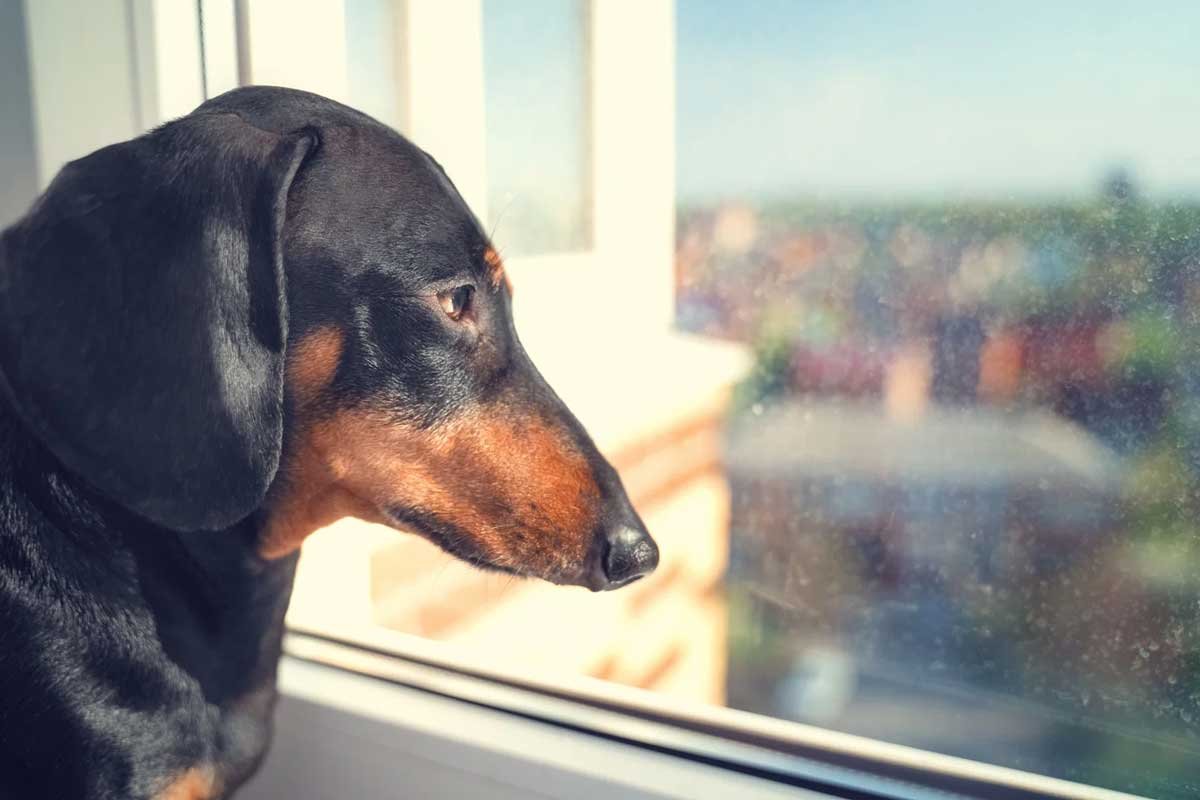 Black and tan dachshund resting its chin on a windowsill, watching the street alone