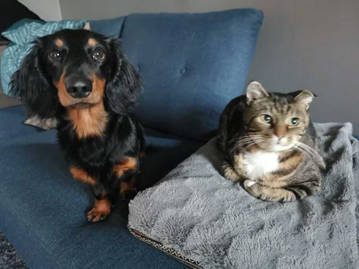 Long-haired black and tan dachshund sitting on a sofa beside a tabby cat resting on its own blanket