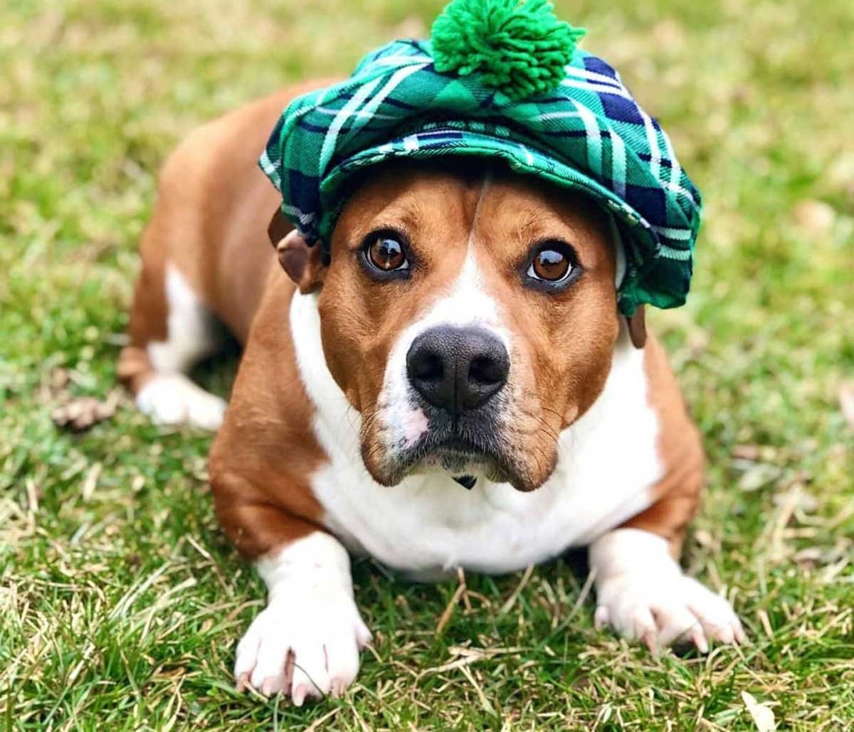 Tan and white bulldog cross lying on grass in a green tartan cap, seen head on so the wide chest, short muzzle and heavy jowls are visible