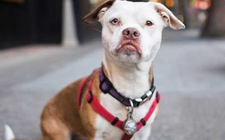 Tan and white bulldog cross sitting on a sidewalk in a red harness, showing the broad head, short muzzle and slight underbite of the mix