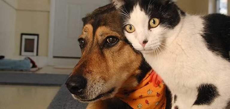 Tan and black dog resting indoors while a black and white cat leans against the side of its head