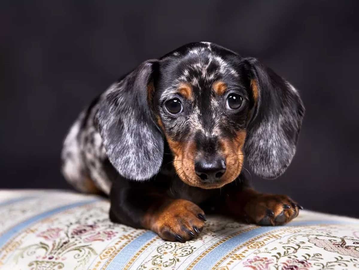 Min Pin Dachshund Mix
