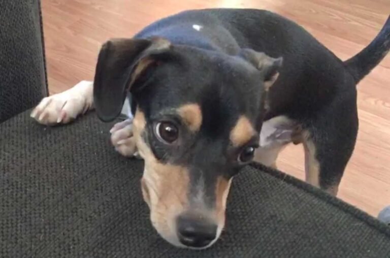Rat Terrier Dachshund Mix