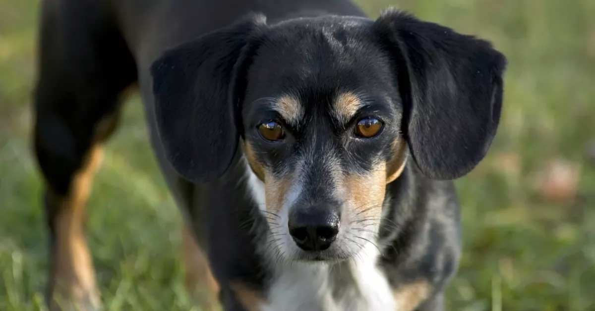 Rat Terrier Dachshund Mix