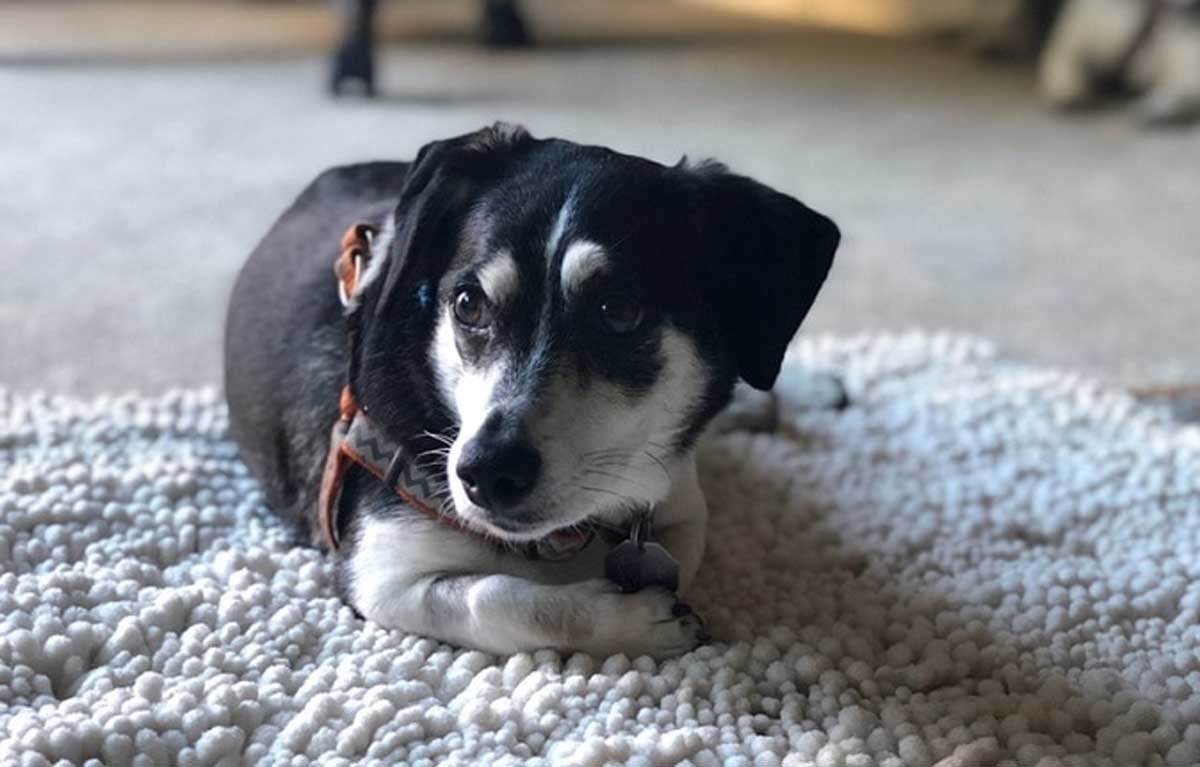 Rat Terrier Dachshund 