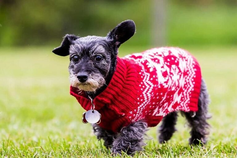 Schnauzer Dachshund Mix