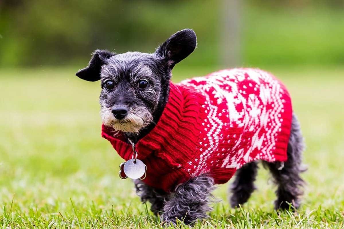 Schnauzer Dachshund Mix