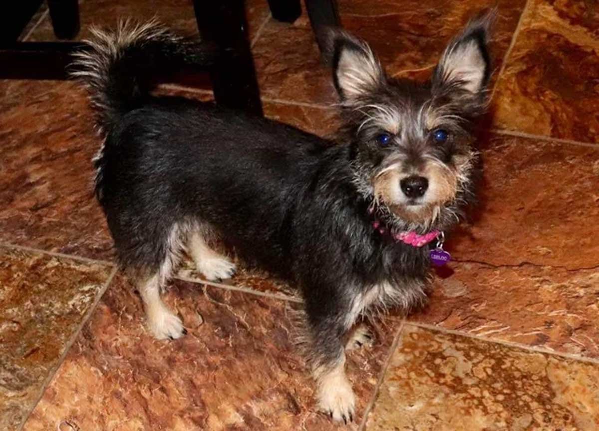 Schnauzer Dachshund Mix