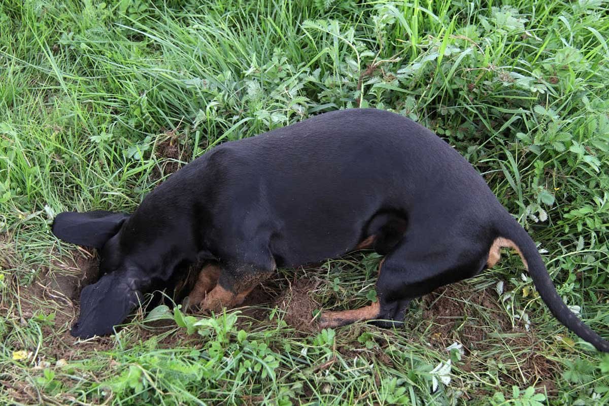 Black and tan dachshund with its head and shoulders down a freshly dug hole in long grass, working the earth with its front paws