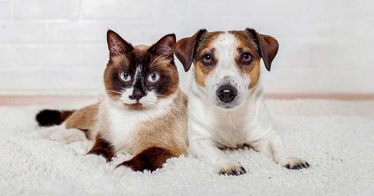 Blue-eyed snowshoe cat lying calmly beside a Jack Russell terrier on a white rug