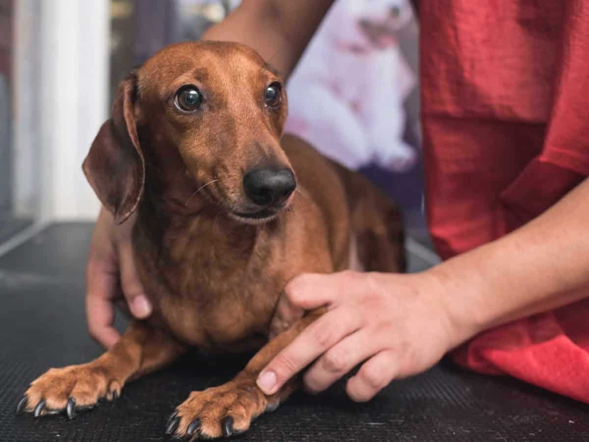 Red smooth dachshund lying on an examination table while a vet in scrubs holds a front paw