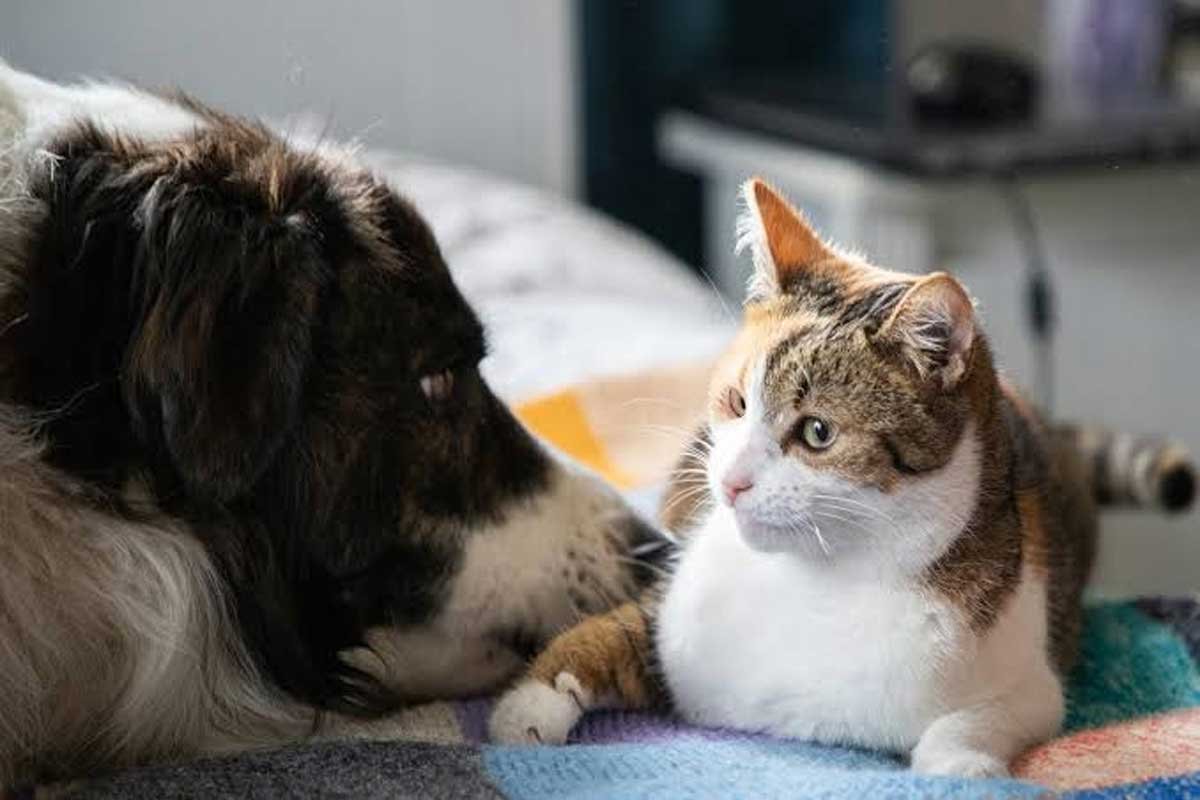 Long-haired black and white dog and a calico cat lying side by side on a blanket, the cat looking calmly away