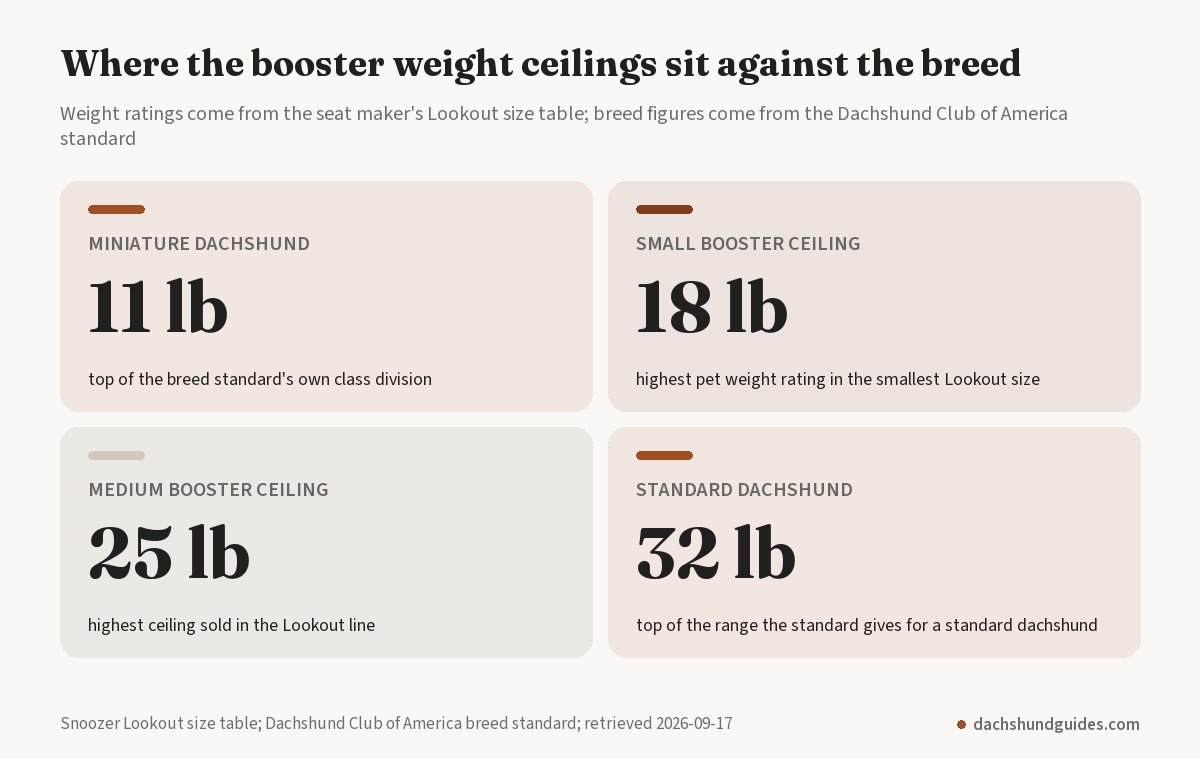 Weight ceilings of the largest booster sizes against the breed's own weight range: 11 lb miniature, 18 lb small booster, 25 lb medium booster, 32 lb standard dachshund