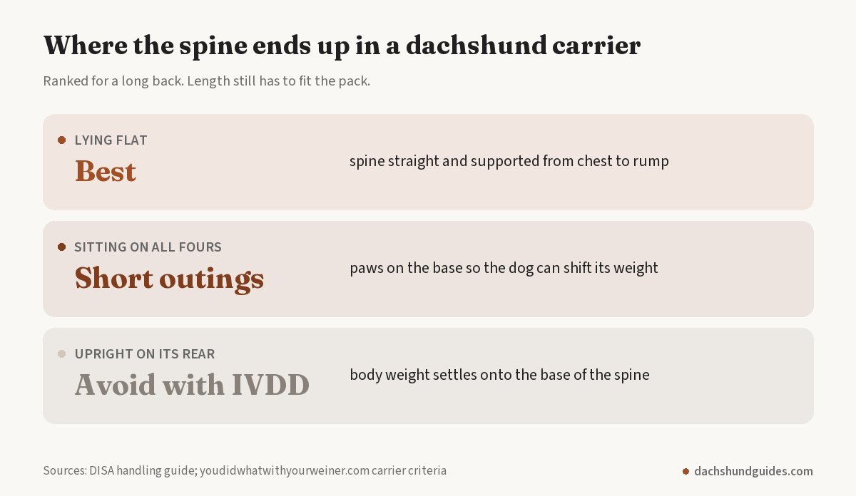 Three dachshund carry positions ranked: lying flat is best, sitting on all fours suits short outings, upright on its rear should be avoided with IVDD