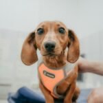 Dachshund on a vet examination table, the moment dachshund pet insurance is meant to cover