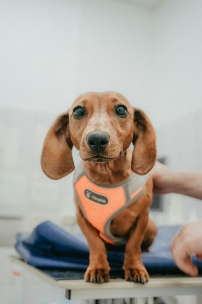 Dachshund on a vet examination table, the moment dachshund pet insurance is meant to cover