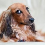 Long-haired dachshund resting on a cream sofa at the height a dachshund ramp has to solve