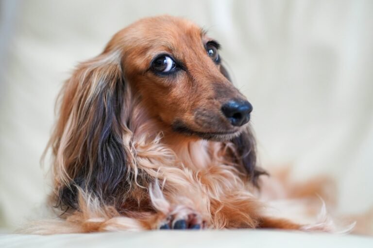 Long-haired dachshund resting on a cream sofa at the height a dachshund ramp has to solve