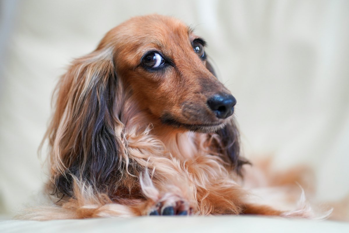 Long-haired dachshund resting on a cream sofa at the height a dachshund ramp has to solve