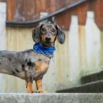 Dapple dachshund standing partway up a stone staircase, the everyday dachshund stairs decision