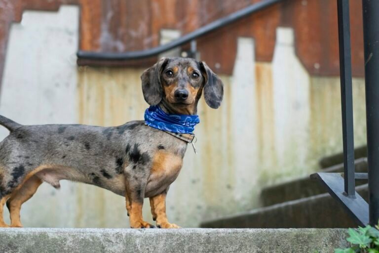 Dapple dachshund standing partway up a stone staircase, the everyday dachshund stairs decision