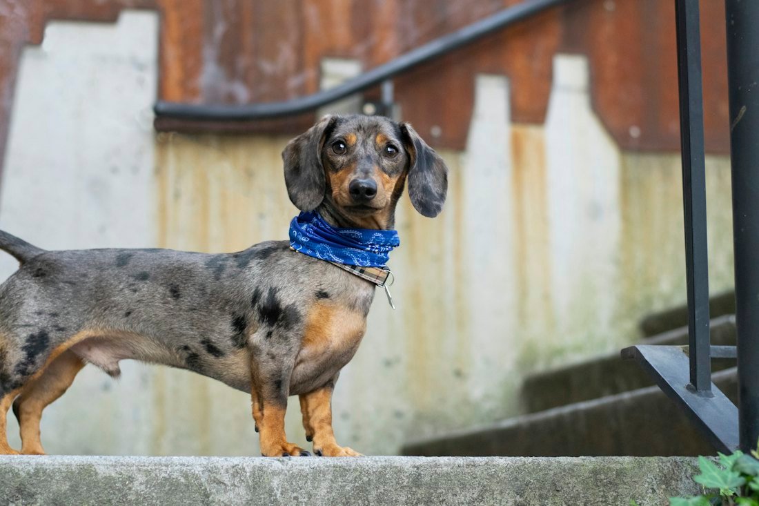 Dapple dachshund standing partway up a stone staircase, the everyday dachshund stairs decision