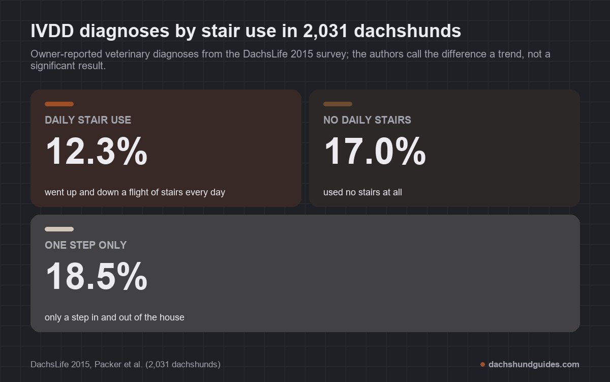 Owner-reported IVDD diagnosis rates by stair use in 2,031 dachshunds: 12.3% of dogs using stairs daily, 17.0% using no stairs, 18.5% managing one step