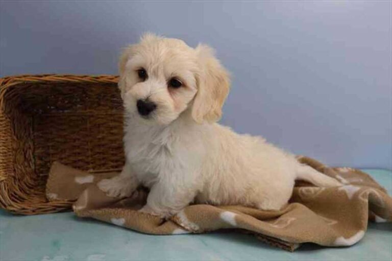 Bichon Dachshund Mix