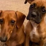 Boxer Dachshund Mix