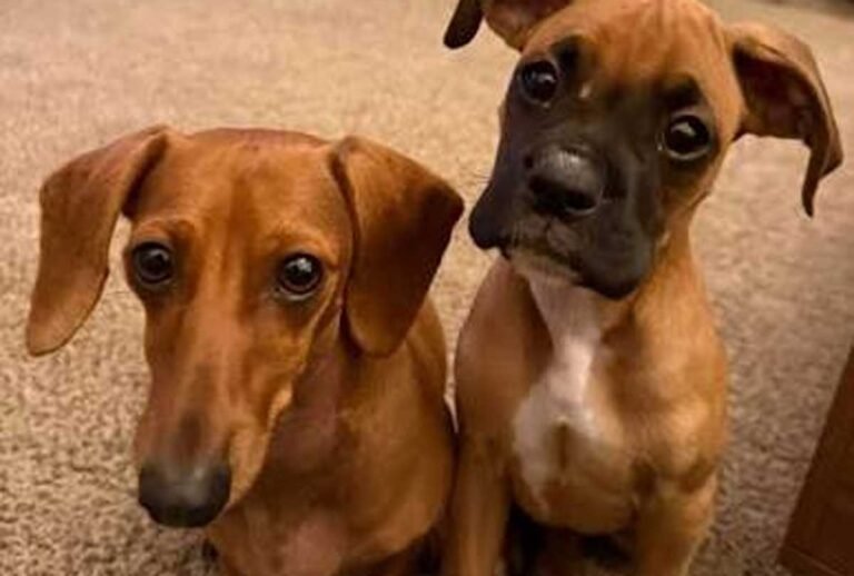 Boxer Dachshund Mix