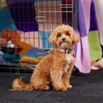 Curly-coated puppy sitting in front of an open wire crate lined with knitted blankets