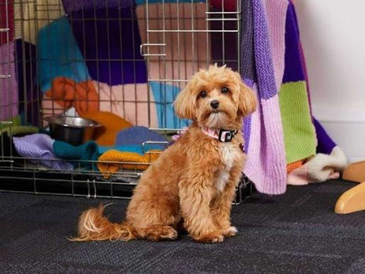 Curly-coated puppy sitting in front of an open wire crate lined with knitted blankets