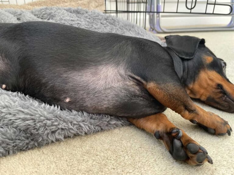 Dachshund Hair Loss
