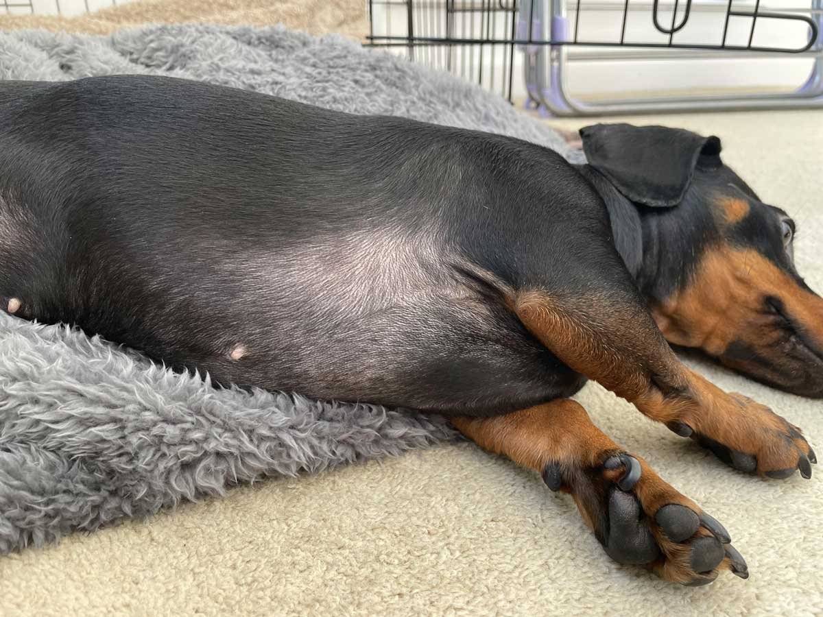 Dachshund Hair Loss