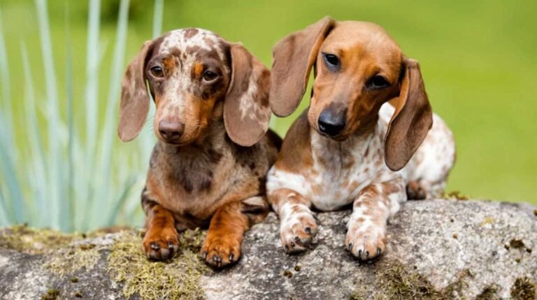 Dachshund Names