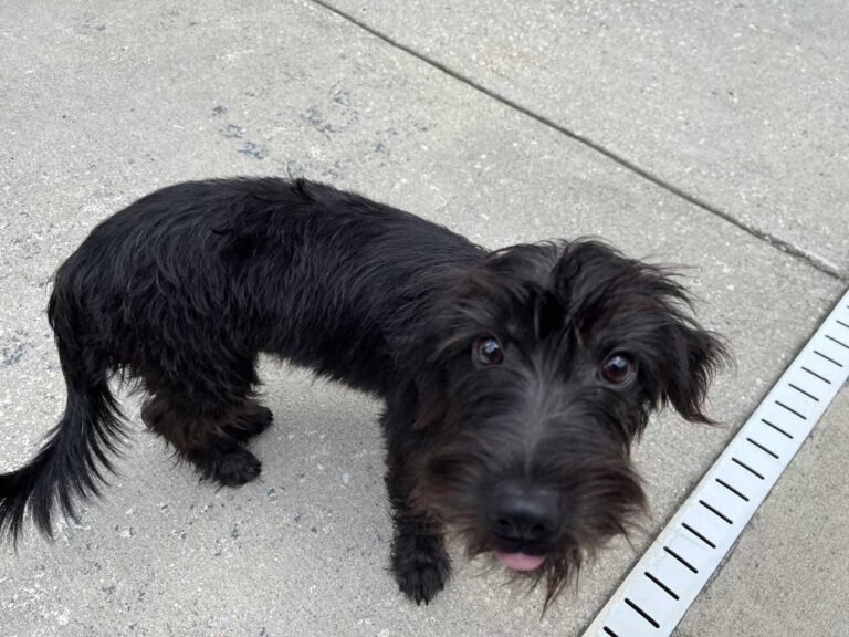 Dachshund Scottie Mix
